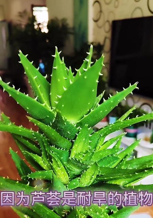 芦荟养殖方法及常见问题解答？