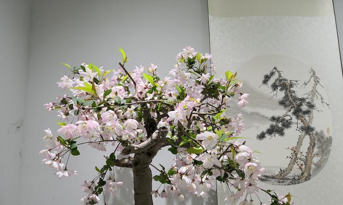 家庭常见花草树木品种有哪些？