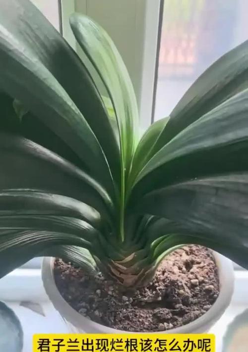 君子兰出现虫害怎么办？防治君子兰虫害的方法有哪些？