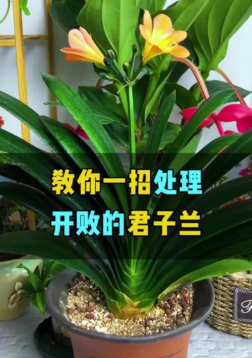 君子兰出现虫害怎么办？防治君子兰虫害的方法有哪些？
