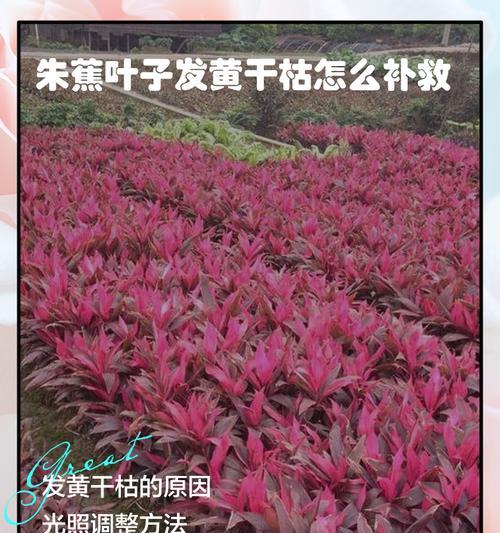 朱蕉水培方法是什么？水养朱蕉需要注意什么？