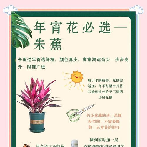 朱蕉水培方法是什么？水养朱蕉需要注意什么？