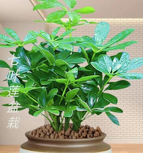 莲怎么养？莲的养殖方法和注意事项是什么？