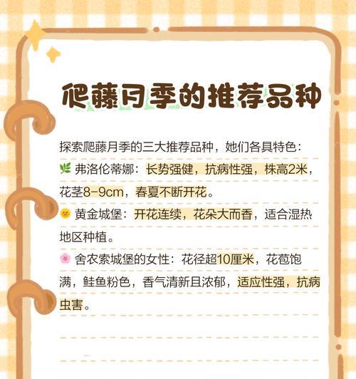 爬藤月季的种植和管理方法？