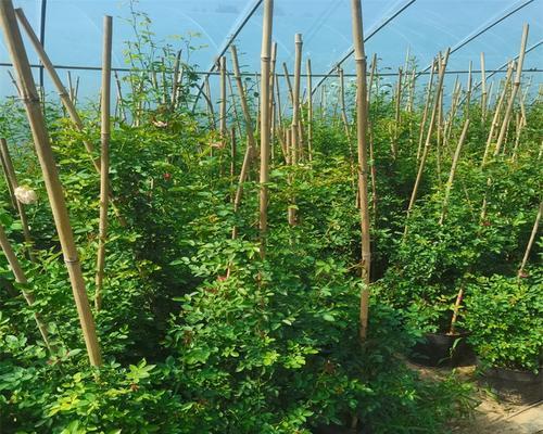 爬藤月季的种植和管理方法？