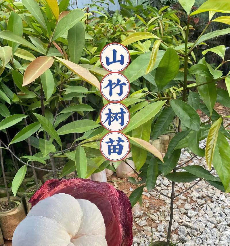 竹子苗最适合在什么时间种植？