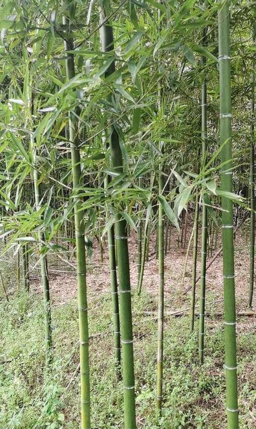 竹子苗最适合在什么时间种植？