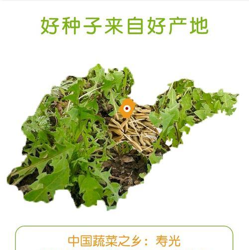 蒲公英的繁殖方法和生长条件是什么？