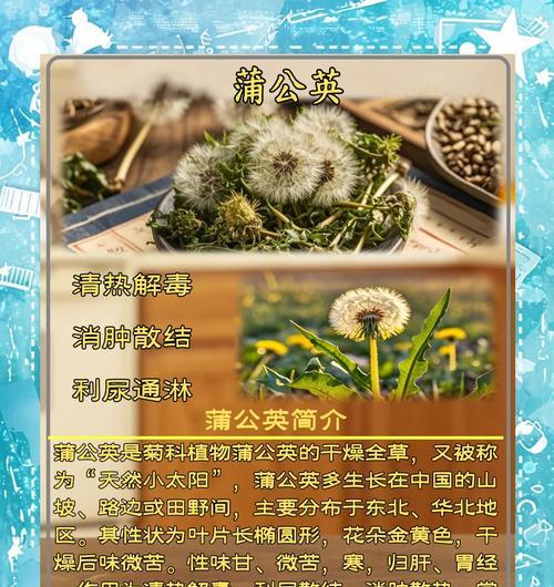 蒲公英的繁殖方法和生长条件是什么？