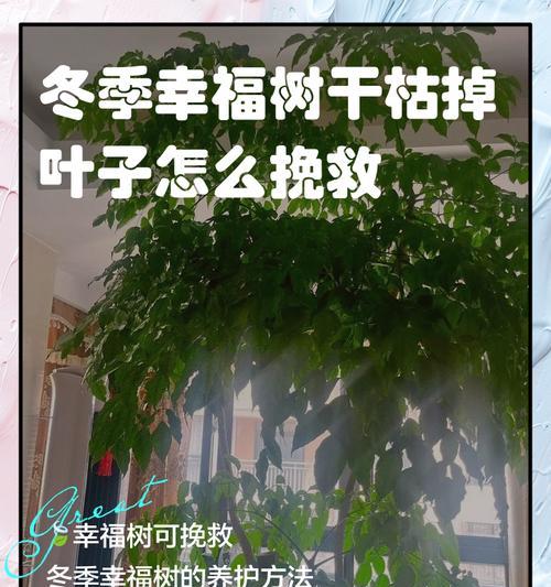 平安树树干枯死的原因及应对措施是什么？
