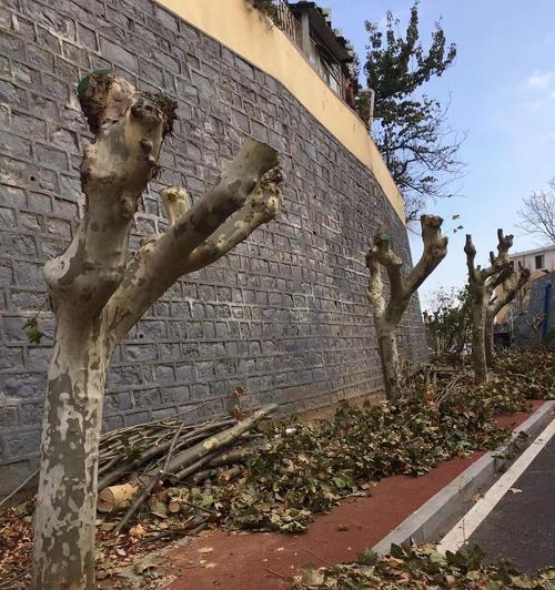平安树树干枯死的原因及应对措施是什么？