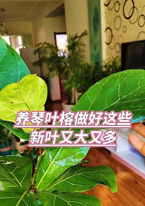琴叶榕的养殖方法是什么？如何养得更好？
