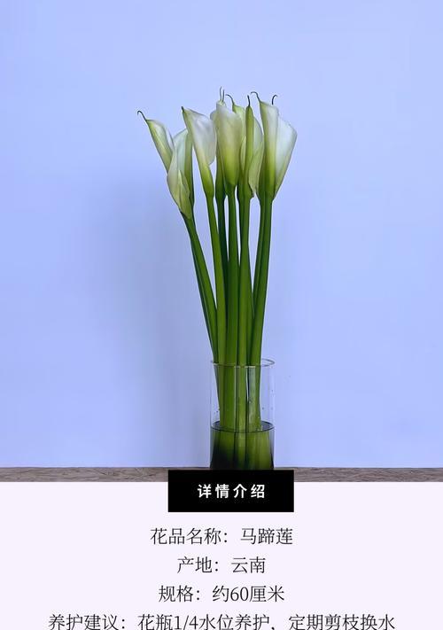 马蹄莲枯萎了怎么办？如何进行有效救治？