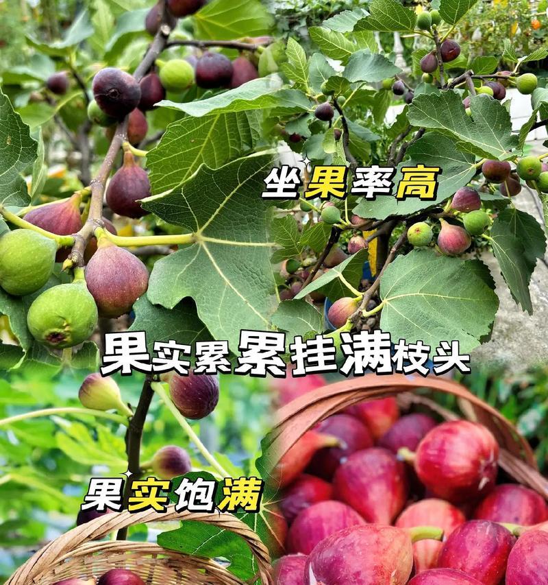 无花果传粉方法有哪些？如何提高坐果率？
