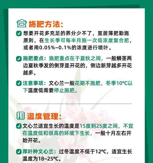 文心兰的正确养护方法是什么？