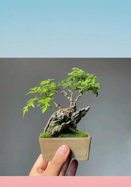 盆景榆树的养护技巧有哪些？