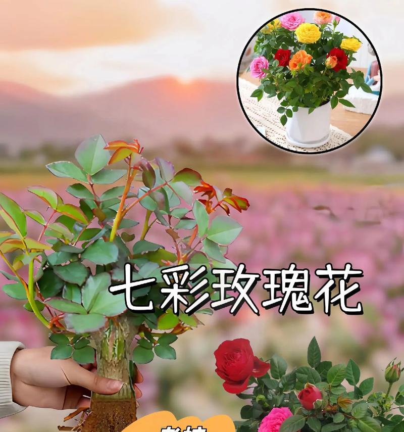 花苗怎么培育才能长得好？花苗培育的技巧有哪些？
