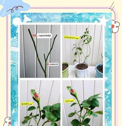 花苗怎么培育才能长得好？花苗培育的技巧有哪些？