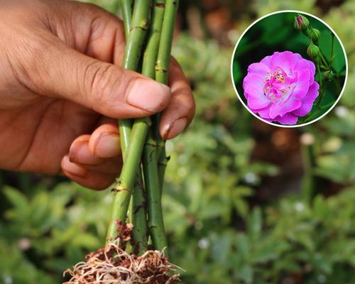 花苗怎么培育才能长得好？花苗培育的技巧有哪些？