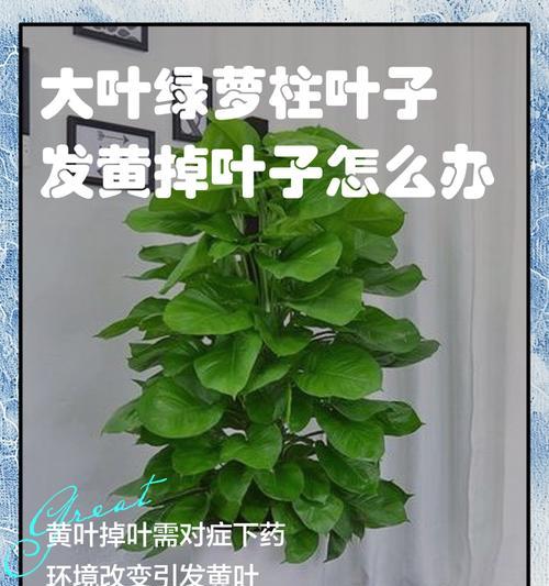 绿萝叶子发黄是什么原因？如何有效解决？