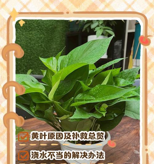 绿萝叶子发黄是什么原因？如何有效解决？