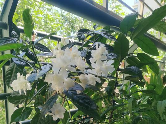 夏季植物有哪些？夏季耐热植物的养护方法是什么？