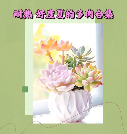 夏季植物有哪些？夏季耐热植物的养护方法是什么？