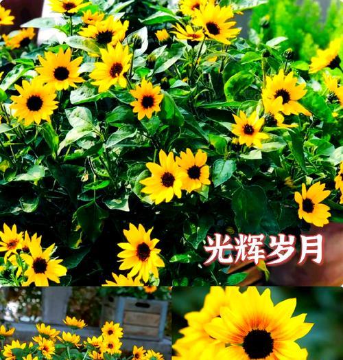 夏季植物有哪些？夏季耐热植物的养护方法是什么？