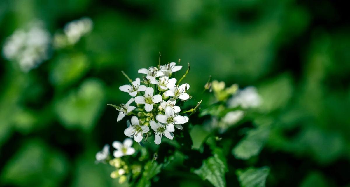 葵花是什么花？它有哪些不同的种类和特点？