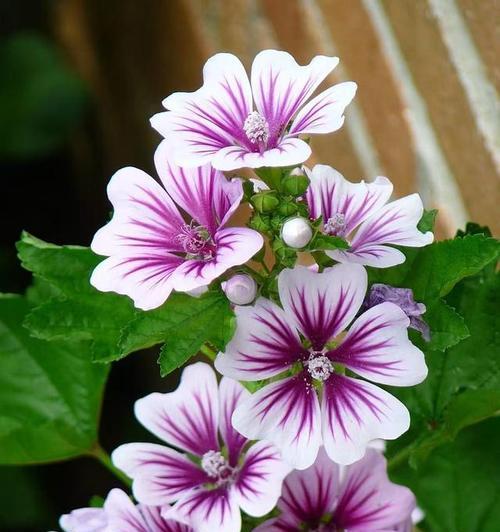 葵花是什么花？它有哪些不同的种类和特点？