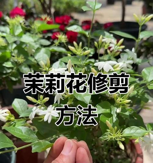 茉莉修剪的最佳时机是什么时候？