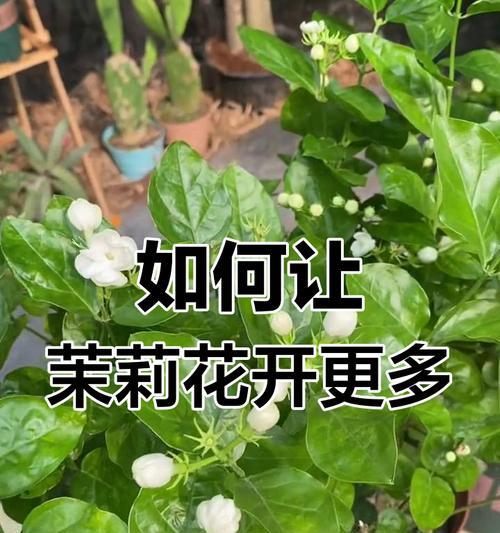 茉莉修剪的最佳时机是什么时候？