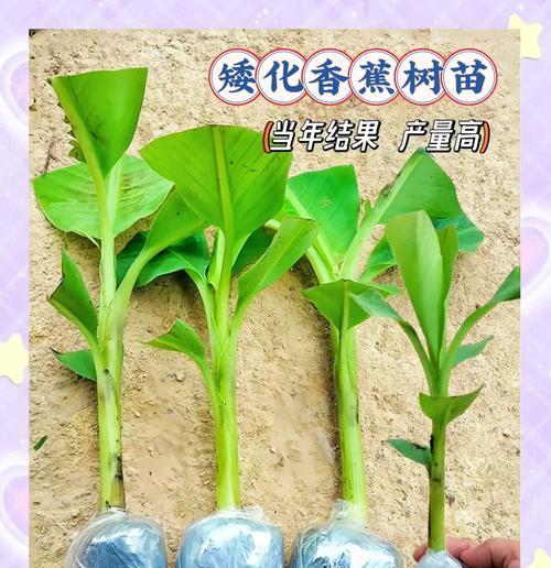 树木矮化的方法有哪些？