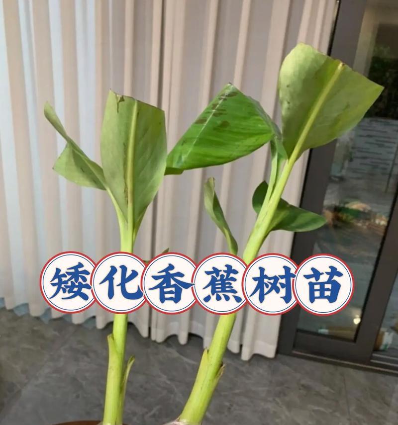 树木矮化的方法有哪些？