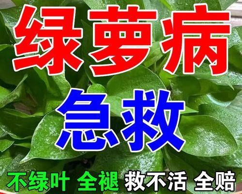 绿萝水养烂根怎么办？如何避免和解决？