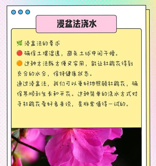 给花浇水的最佳方法是什么？
