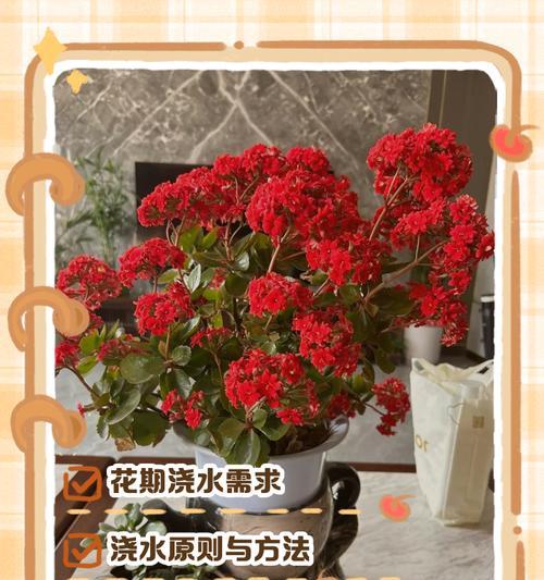 给花浇水的最佳方法是什么？
