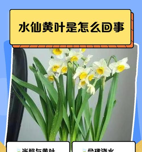 水仙花怎么处理？遇到问题怎么办？