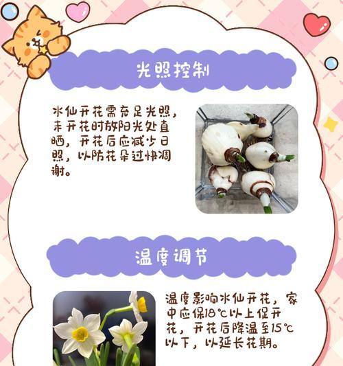 水仙花怎么处理？遇到问题怎么办？