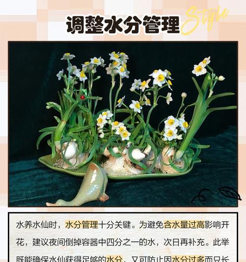 水仙花怎么处理？遇到问题怎么办？
