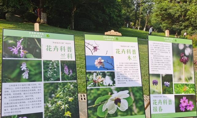 花卉的分类方法有哪些？如何科学地分类花卉？