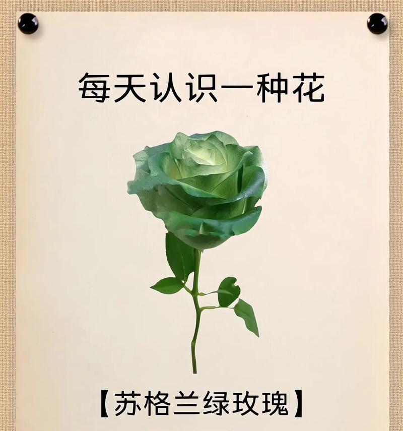 毛地黄播种的正确时间和方法是什么？