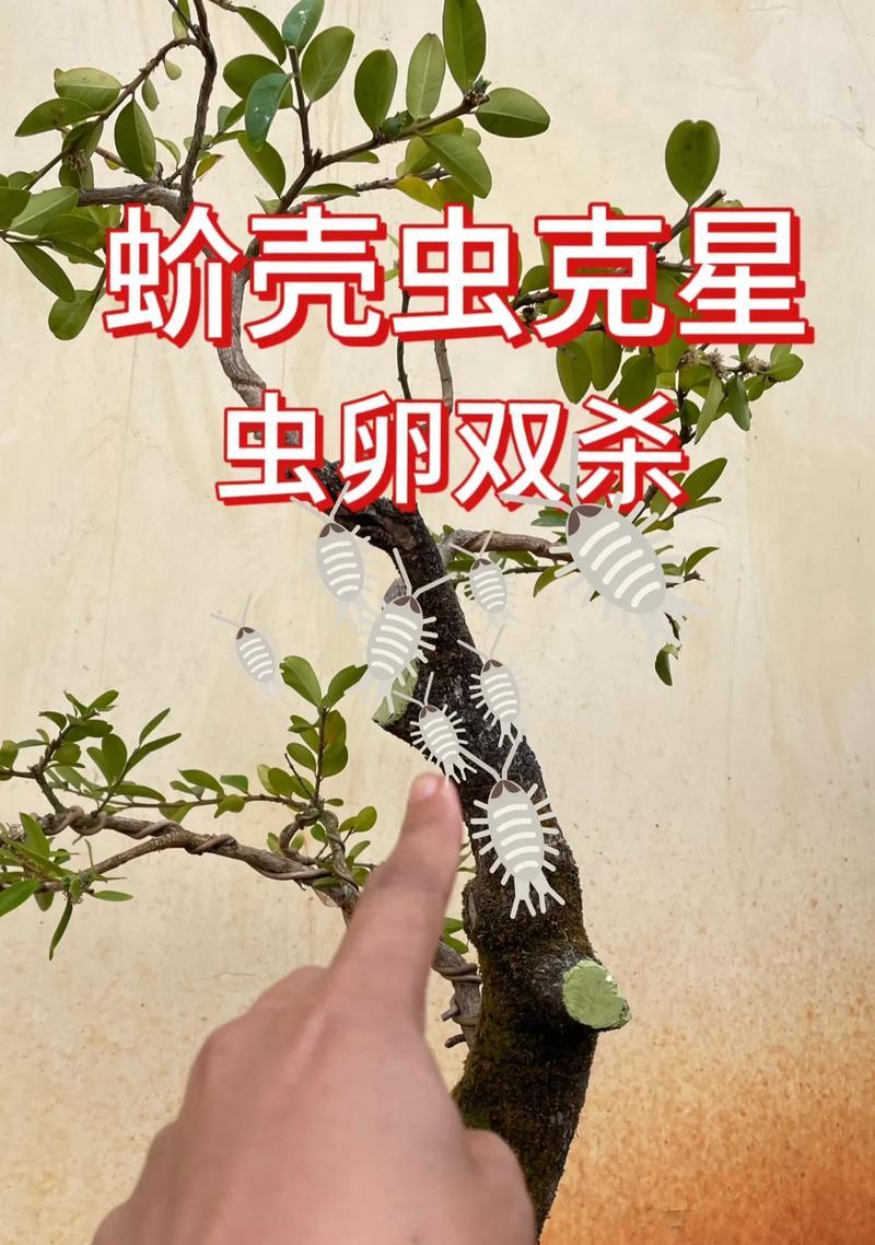 家中发现蚧壳虫怎么处理？有效杀死蚧壳虫的方法？