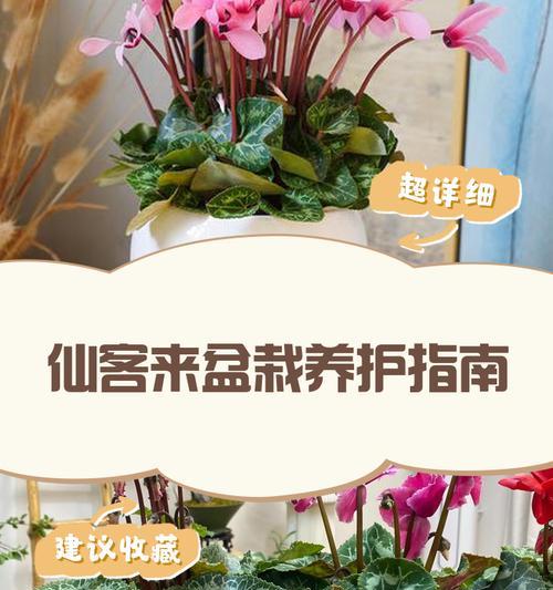 仙客来的最佳养护方法是什么？