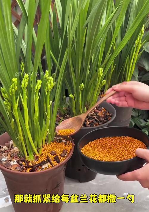 兰花开花后需要做哪些管理工作？如何延长兰花的花期？
