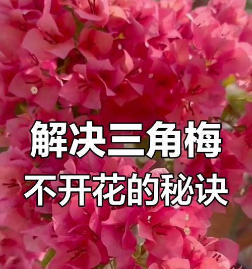 三角梅不开花怎么办？如何促进三角梅开花？
