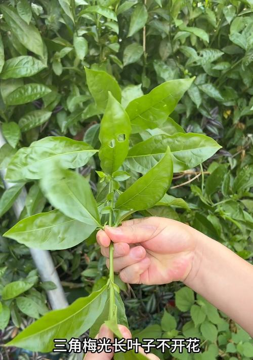 三角梅不开花怎么办？如何促进三角梅开花？