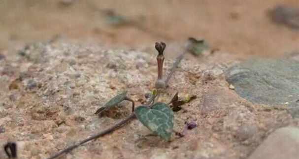 爱之蔓种植如何保持美观？