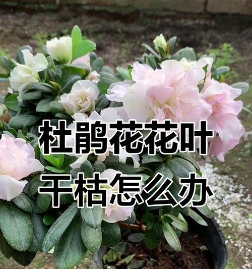 杜鹃花干枯的可能原因及抢救措施是什么？