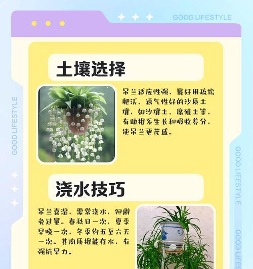 大面积种植吊兰的技巧有哪些？